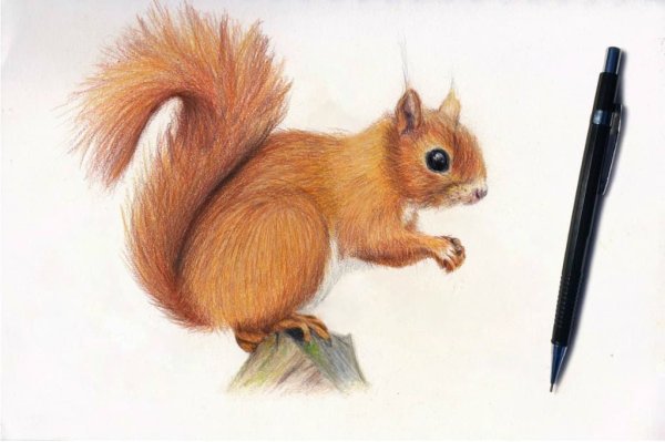 Рисунок белки
