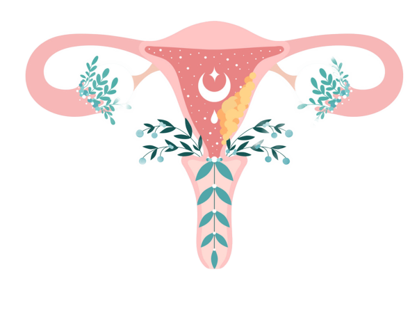 Женская репродуктивная система