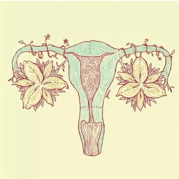 Матка иллюстрация