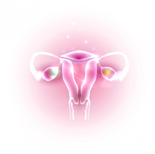 Здоровые женские органы