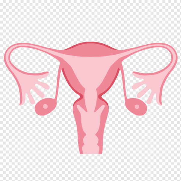 Репродуктивная система матки