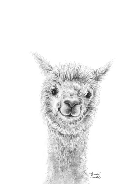 Альпака карандашом