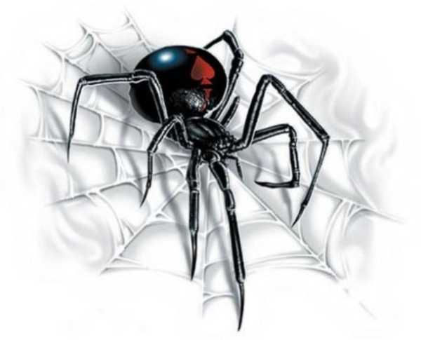 Чёрная вдова паук паутина
