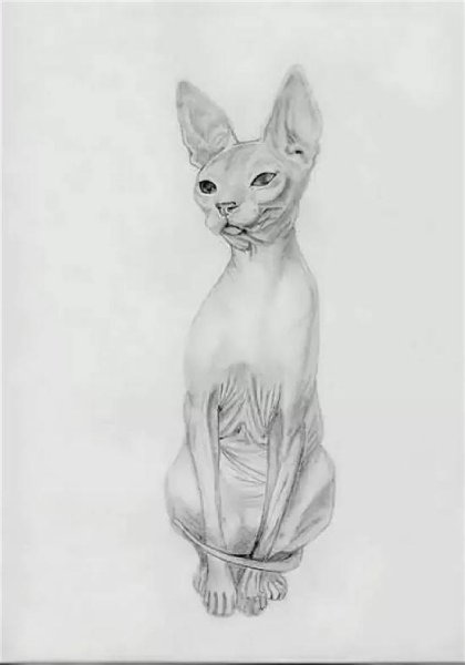 Донской сфинкс рисунок