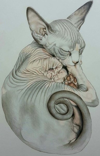 Сфинкс рисунок