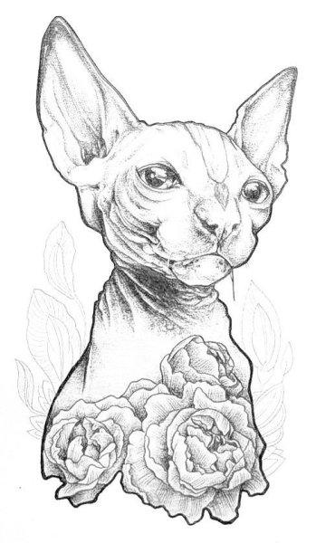 Тату сфинкс эскиз