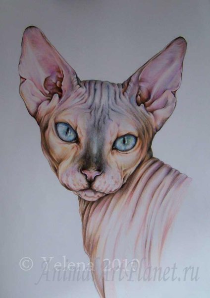 Сфинкс акварельными карандашами