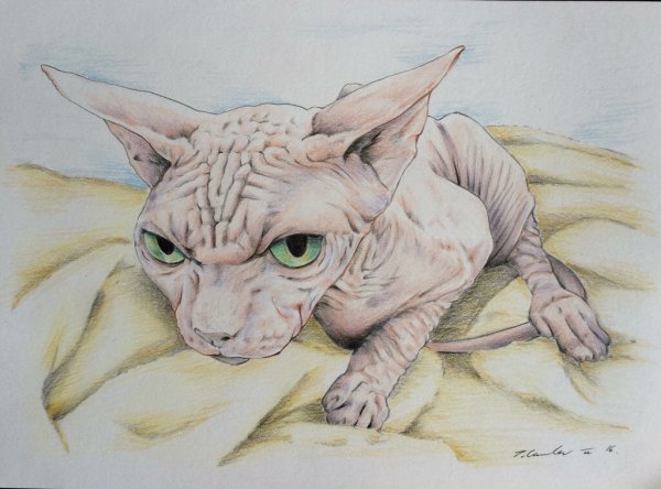 Кот сфинкс рисунок