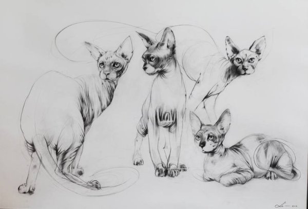 Зарисовки кошек