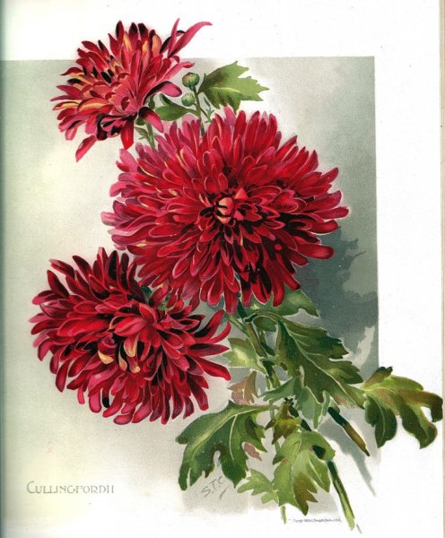 Георгины и хризантемы