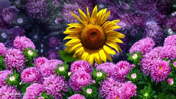 Растения осенних цветников