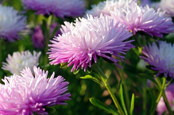 Астра однолетняя фиолетовая