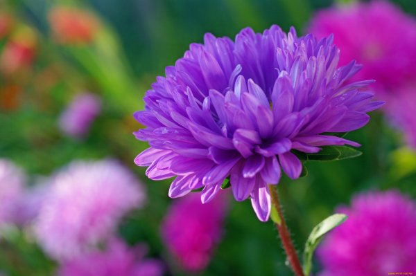 Родина астры