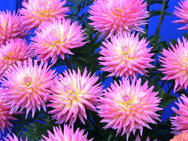 Астра хризантемная