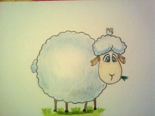 Овечка цветными карандашами