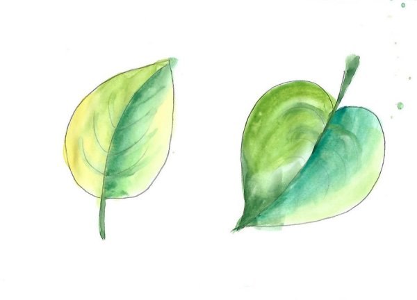 Листья для срисовки