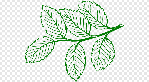 Нарисовать листья