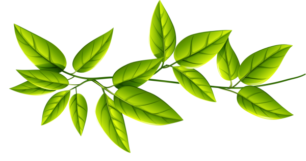 Ветка с листьями