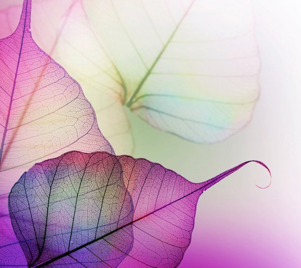 Бабочки раскраска много