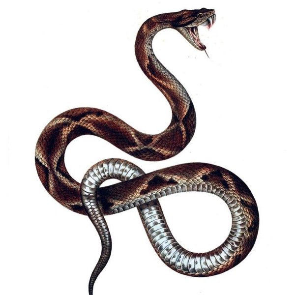 Змея карандашом для срисовки