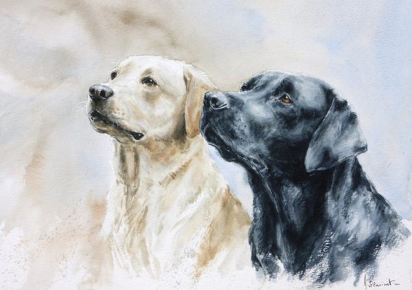 Лабрадор ретривер рисунок