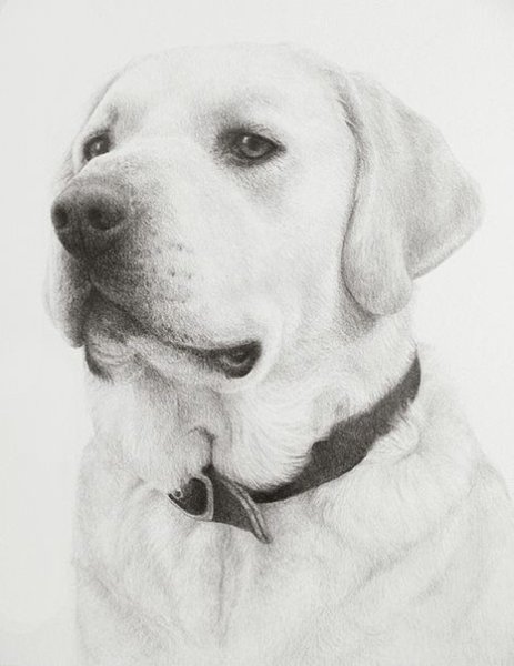 Лабрадор карандашом