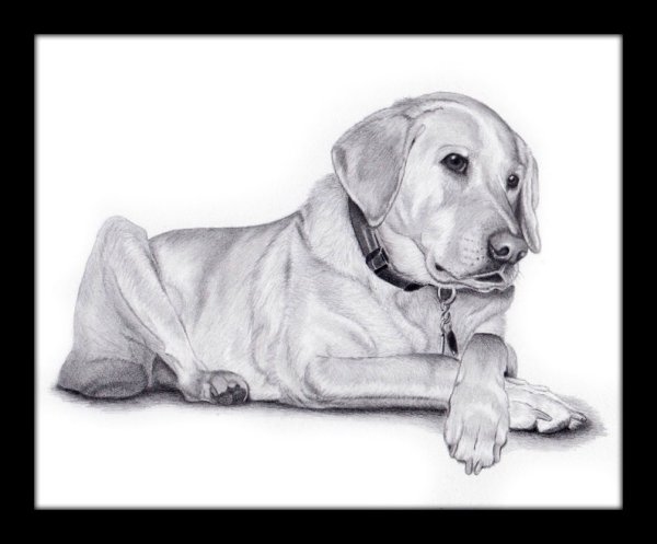 Лабрадор рисунок карандашом