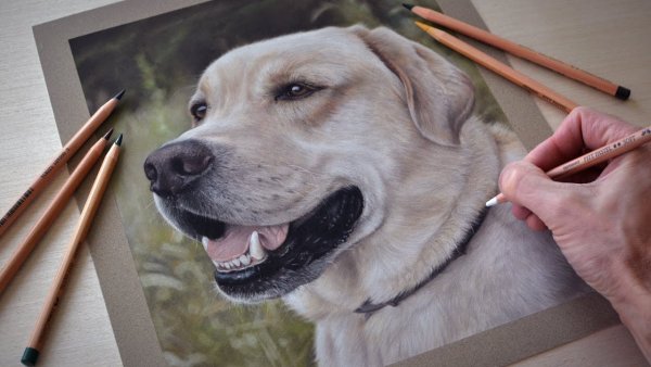 Рисунок лабрадора пастелью