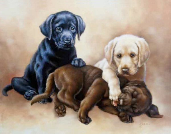 Художник Judy Gibson