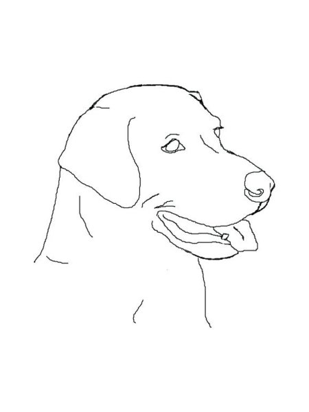 Лабрадор ретривер раскраска