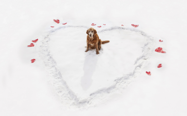 Зимние обои с собаками