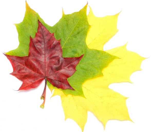 Красивый кленовый листик