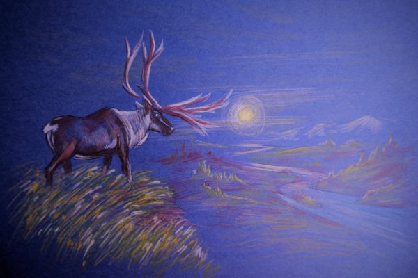 Тундра рисунок