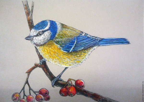 Синица лазоревка картины