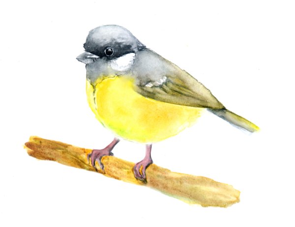 Синица рисунок для детей