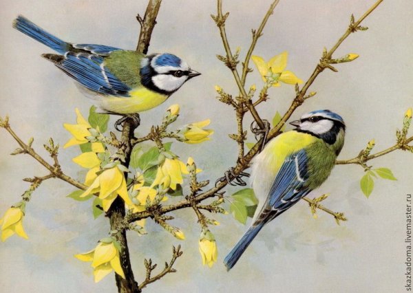 Птицы художника Basil Ede