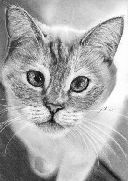 Кошка карандашом