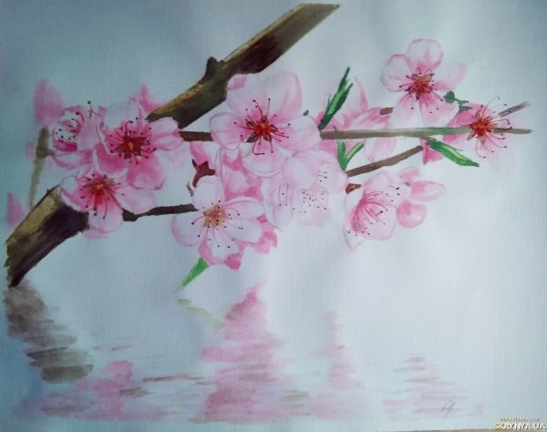 Сакура акварелью