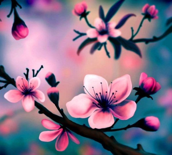 Сакура рисунок