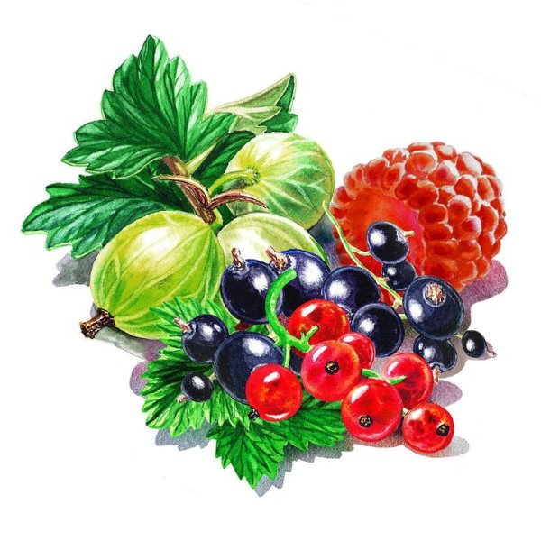 Лесные ягоды рисунок