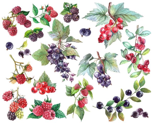 Рисование Лесные ягоды