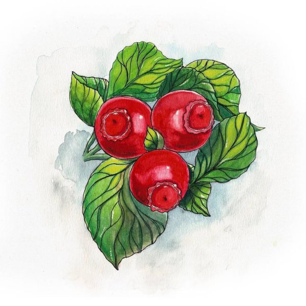Ягоды рисунок