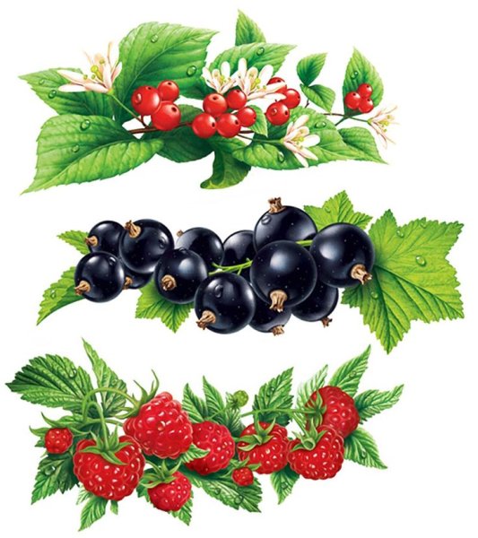 Клубника акварелью