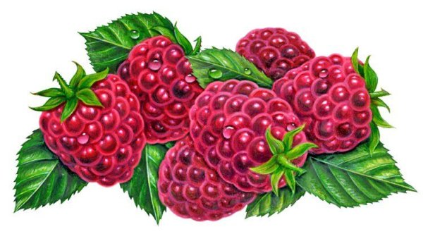 Рисование с детьми ягоды