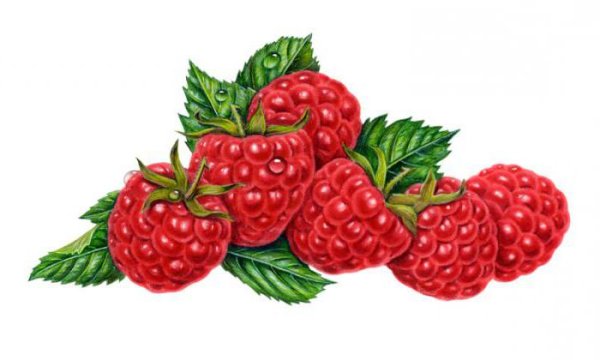 Куст клубники