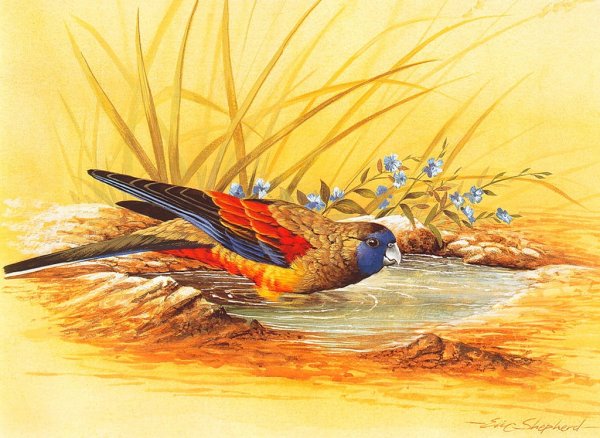 Эрик Шеферд птицы