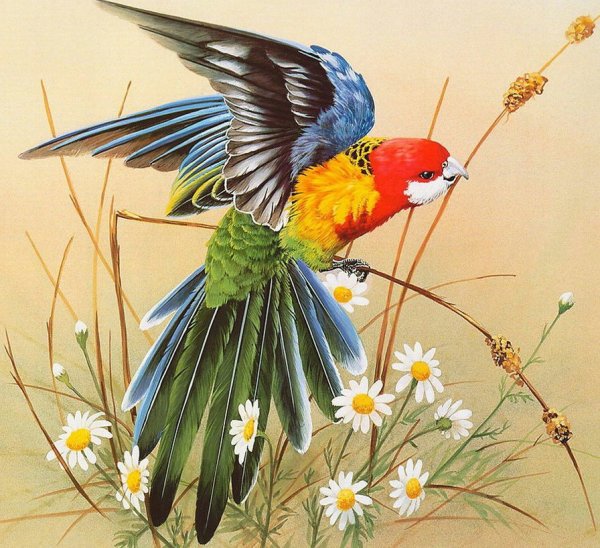 Eric Shepherd птицы вышивка