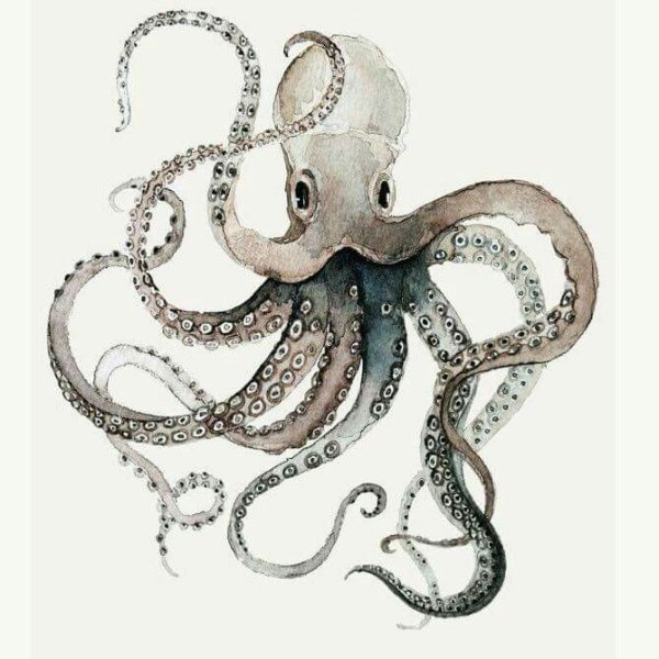 Осьминог акварель Графика