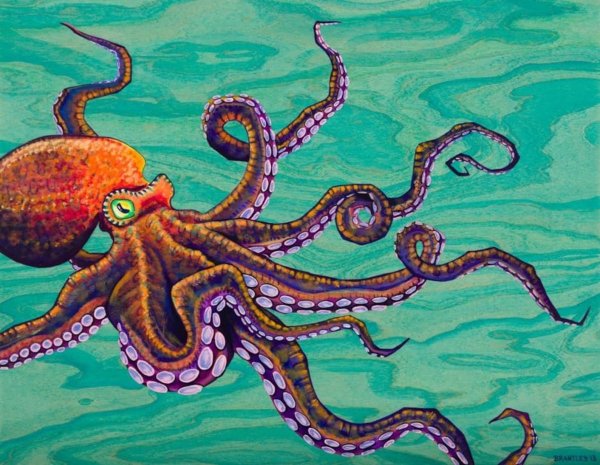 Сантьяго медуза Спрут осьминог