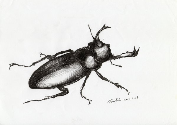 Beetle drawing